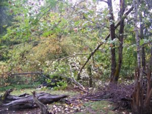 Downed branches from yesterday's storm