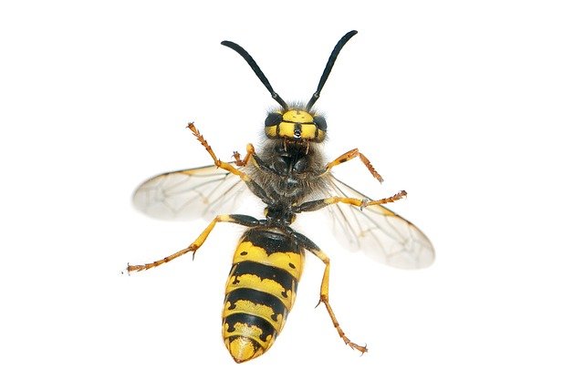 wasp-538470_640