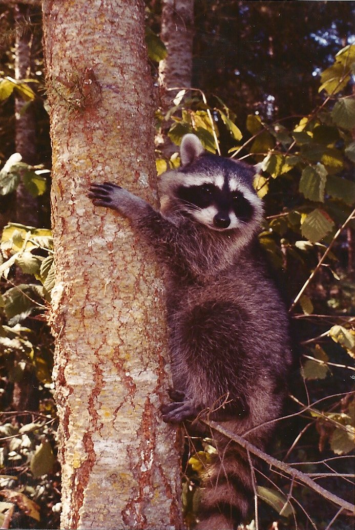 Gabriel Raccoon Copyright 1979 by Kristine M. Smith