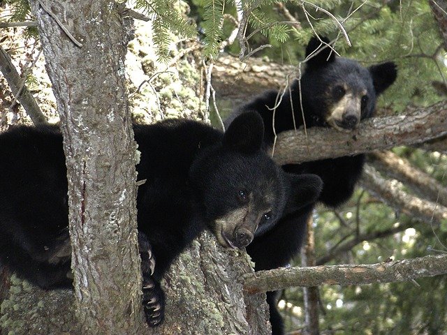 bear-cubs-50137_640