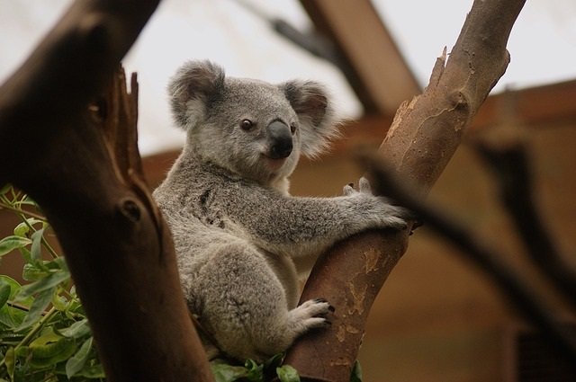 koala-2914975_640 koala-2914975_640