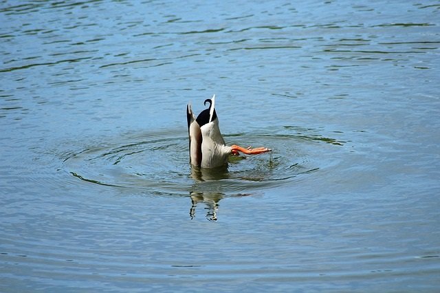 A  duck ...  ducking!