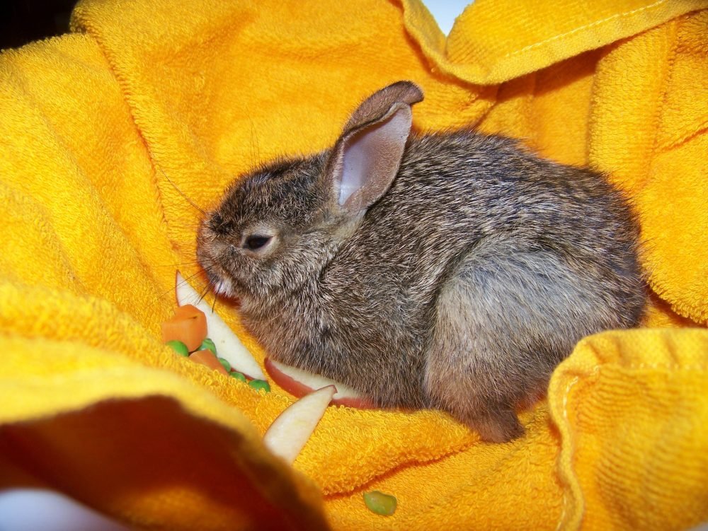 Bunny Bunny