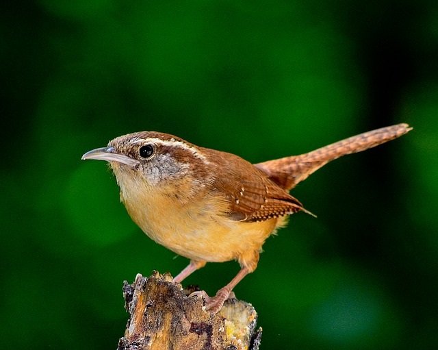 bird-1398379_640 bird-1398379_640