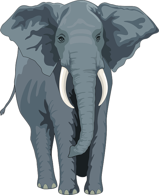 elephant-48422_640